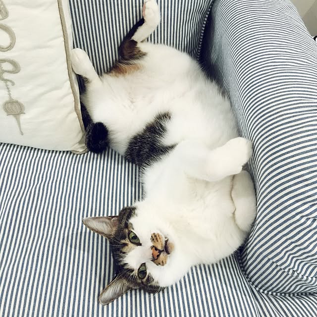 yuchiさんの実例写真