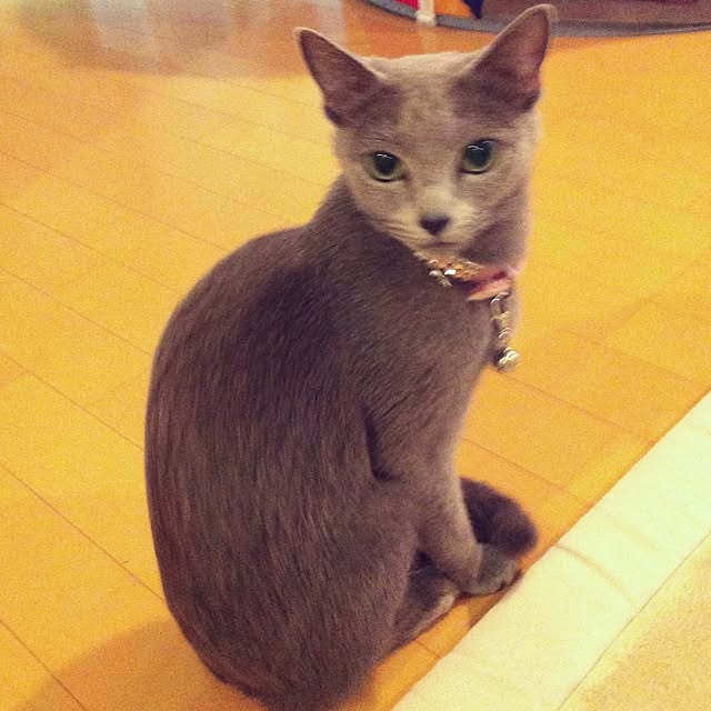 nekochanさんの実例写真