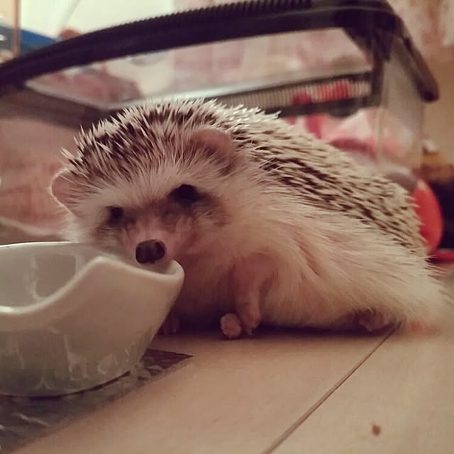 kuruさんの実例写真