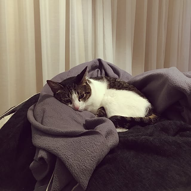 Shihoさんの実例写真
