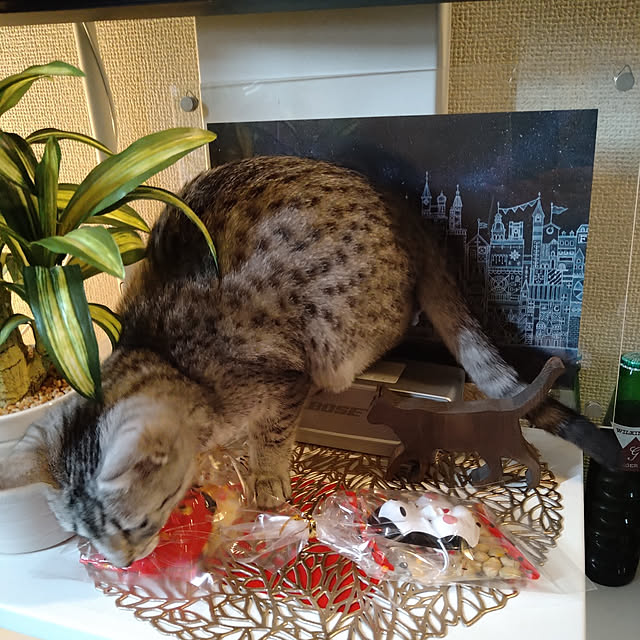 実例写真