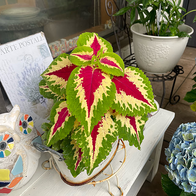 kuikoさんの実例写真