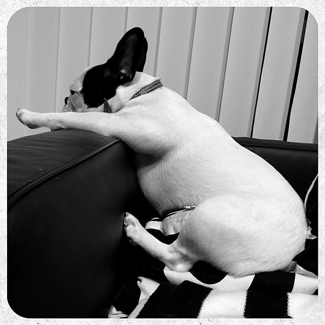 guraさんの実例写真
