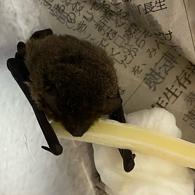 yukitamaさんの実例写真