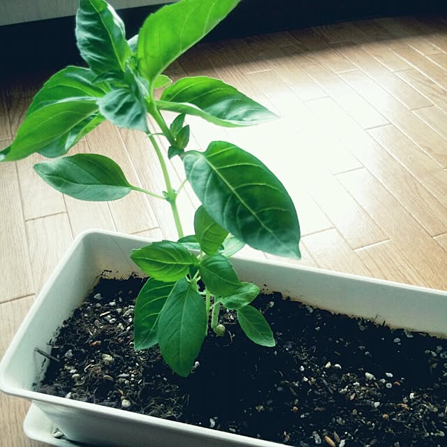 soramameさんの実例写真
