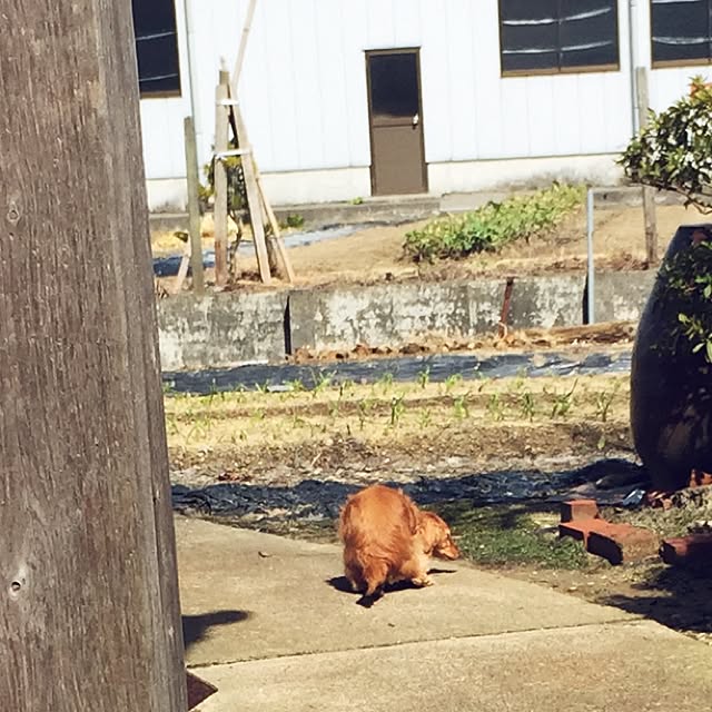 sakuさんの実例写真