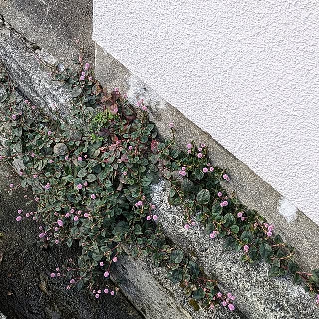 Renさんの部屋
