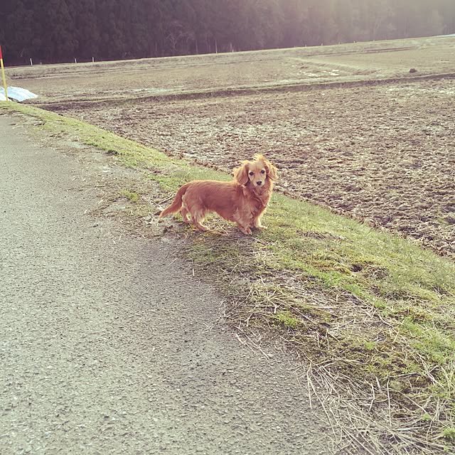 sakuさんの実例写真