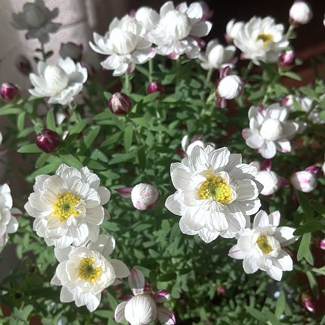 keichanさんの実例写真