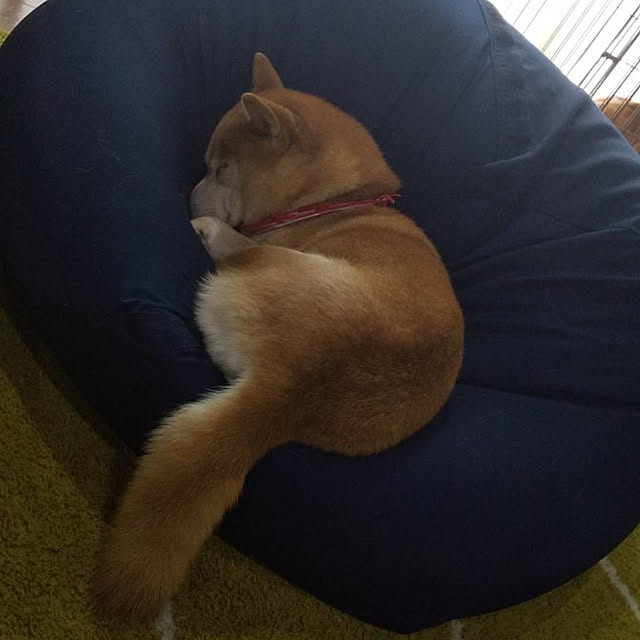 ayumeypapaさんの実例写真