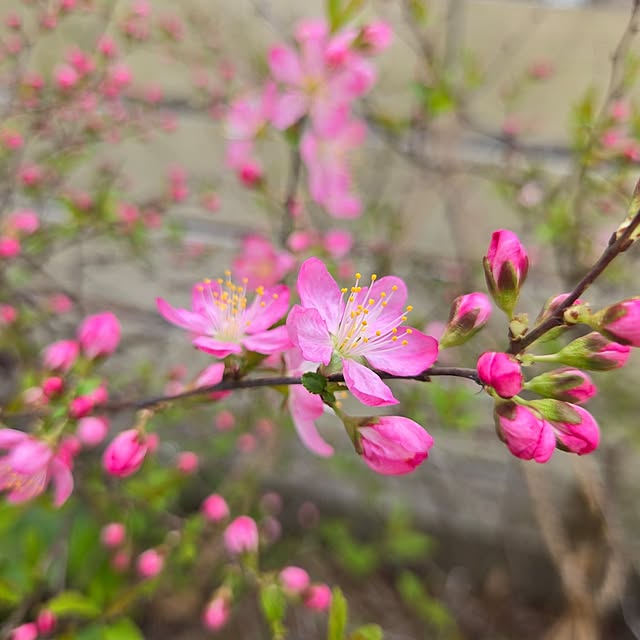 min_nimさんの実例写真