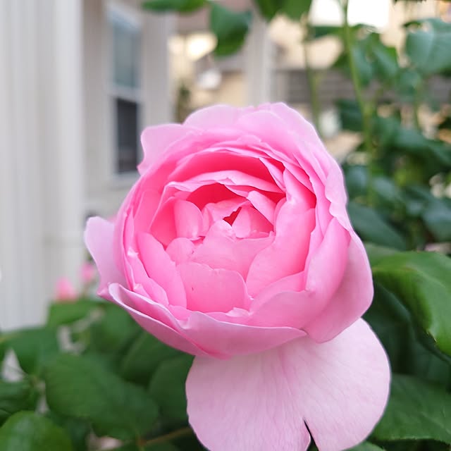 fleur-mamanさんの部屋