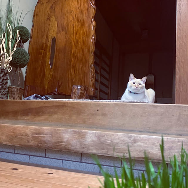 mohhaさんの実例写真
