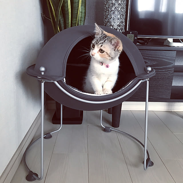 momogienistさんの実例写真