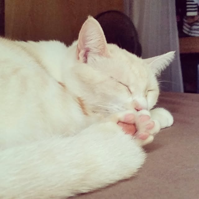 kinakoさんの実例写真