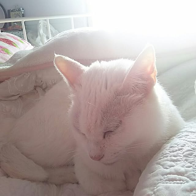 sakuraさんの実例写真