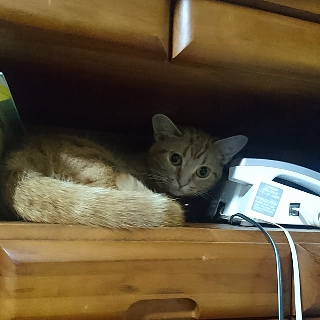 shinobuさんの実例写真