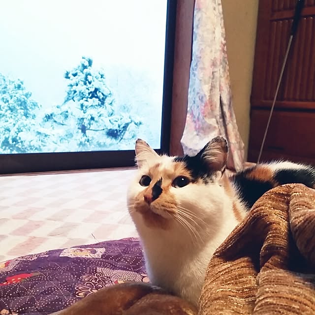 nekogurumaさんの実例写真