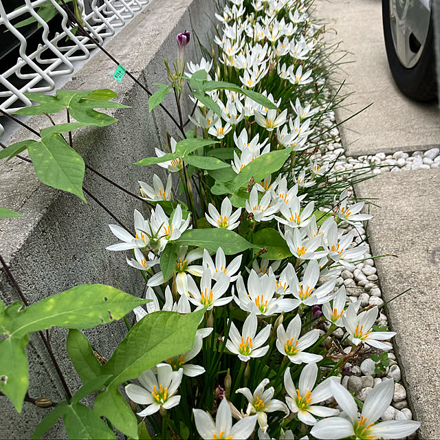speranzaさんの実例写真