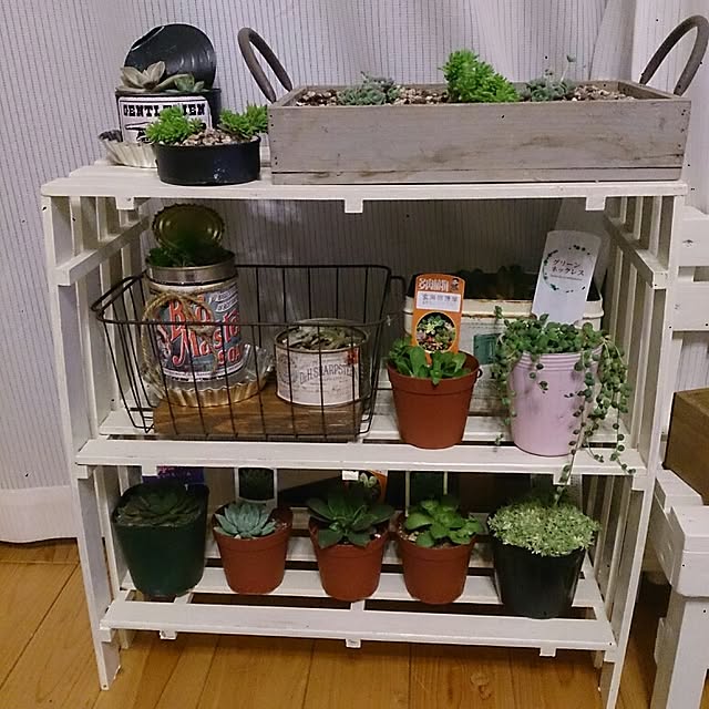 dangorottiさんの実例写真