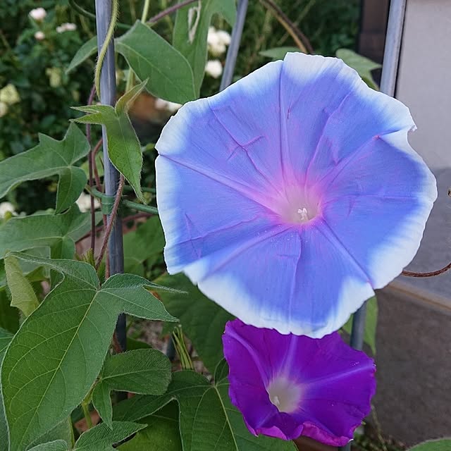 ri-eさんの実例写真