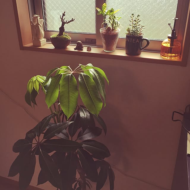 shihoさんの実例写真
