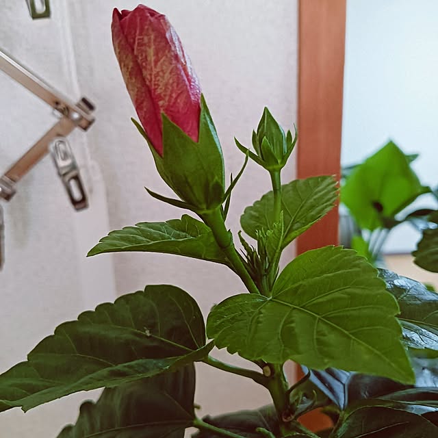 hanachanさんの部屋
