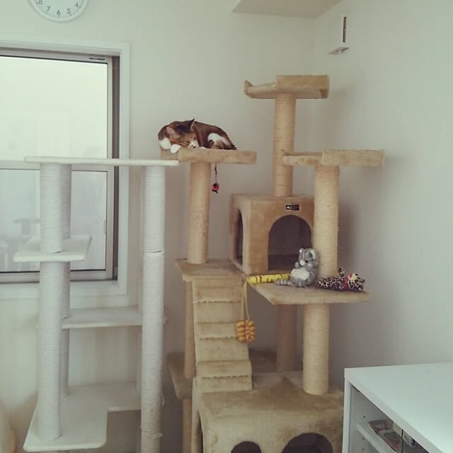 実例写真