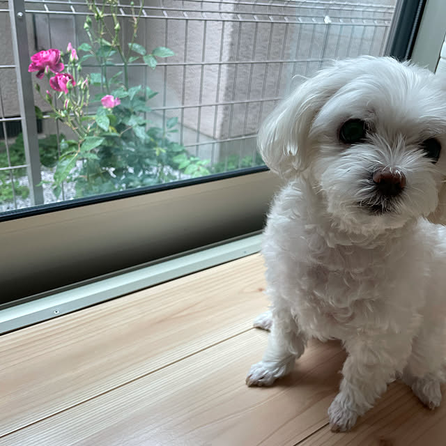 Shihoさんの実例写真