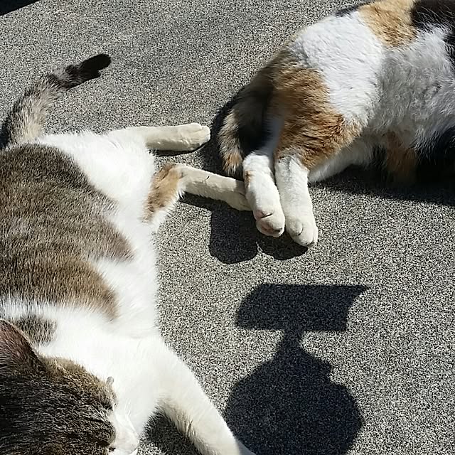 実例写真