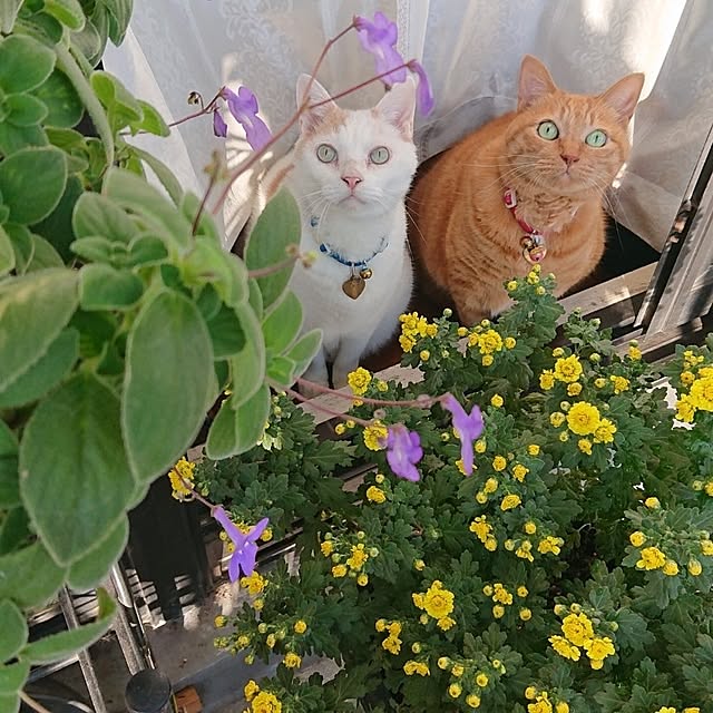 NOAHさんの実例写真