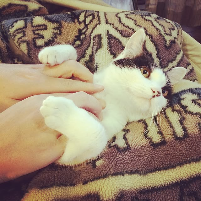 asaさんの実例写真