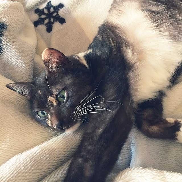 libelaleさんの実例写真