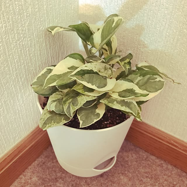 玄関/入り口/ポトス/観葉植物のインテリア実例 - 2017-04-19 19:48:53