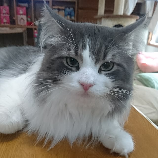shinobuさんの実例写真
