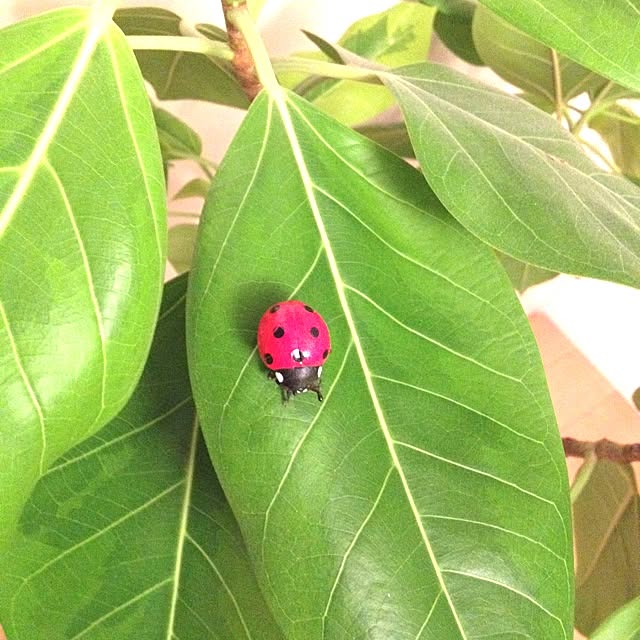 dicekbeetleさんの実例写真