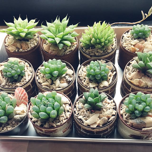 Y.Mさんの実例写真