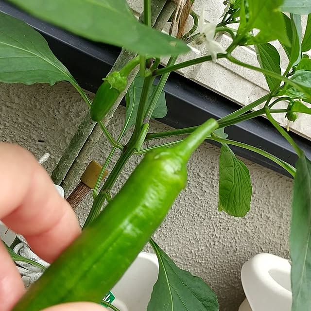 hanano087さんの実例写真