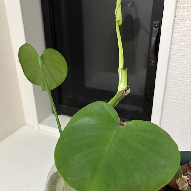 sioppiさんの部屋