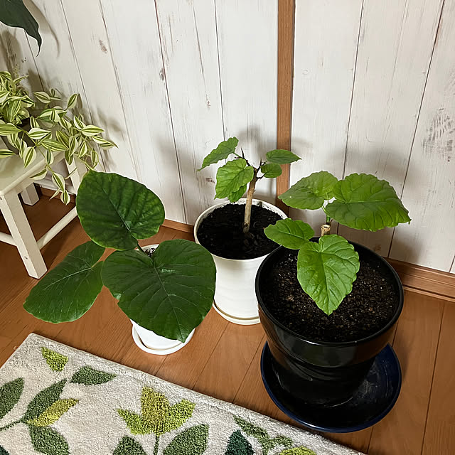 tayuさんの実例写真