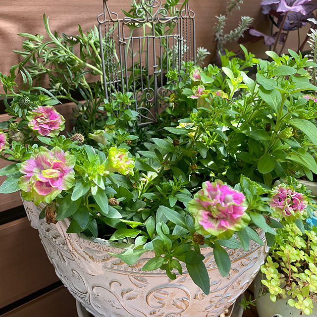 fu-mufumuさんの部屋