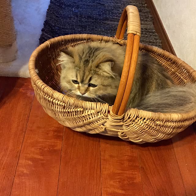 butachanさんの実例写真