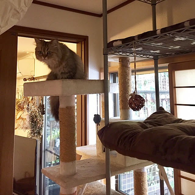 butachanさんの実例写真