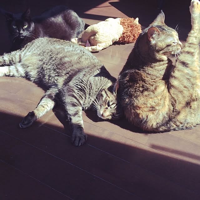 maiさんの実例写真