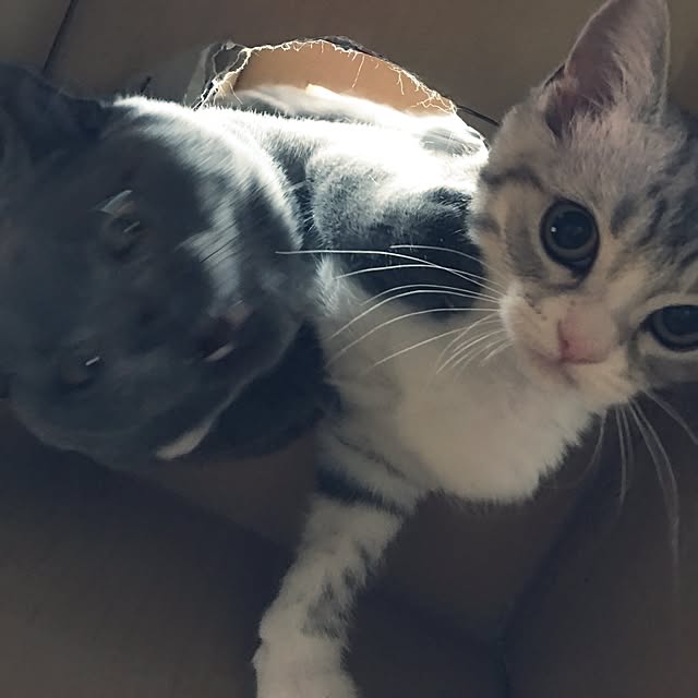 Shojiさんの実例写真