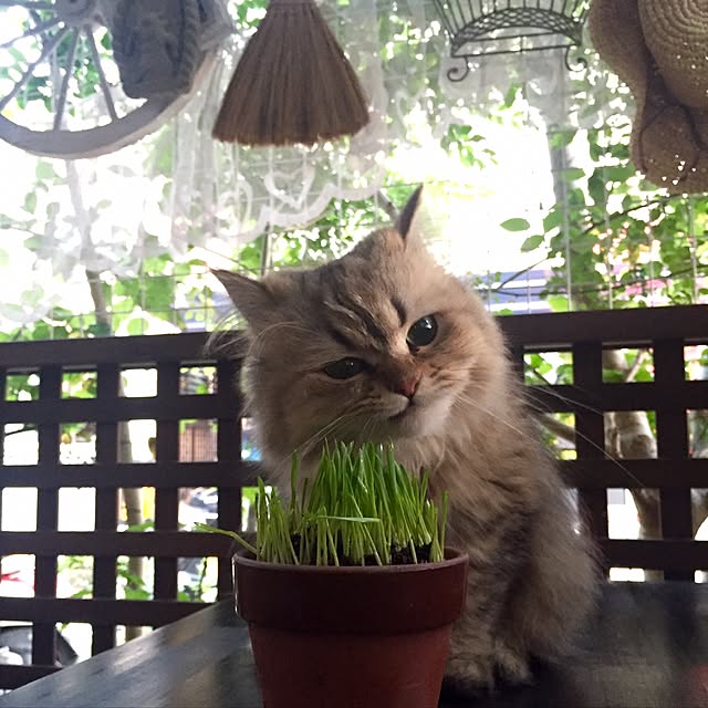 butachanさんの実例写真