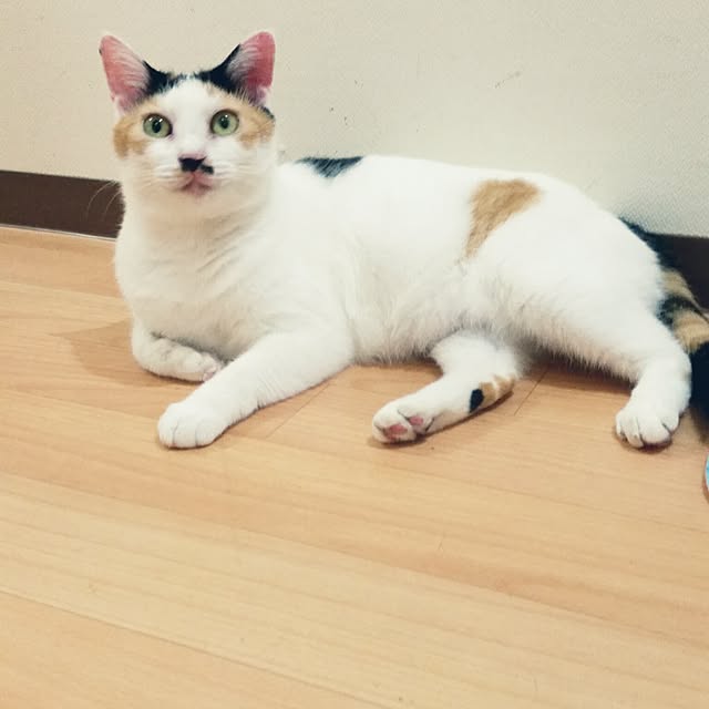 chatnoirさんの実例写真