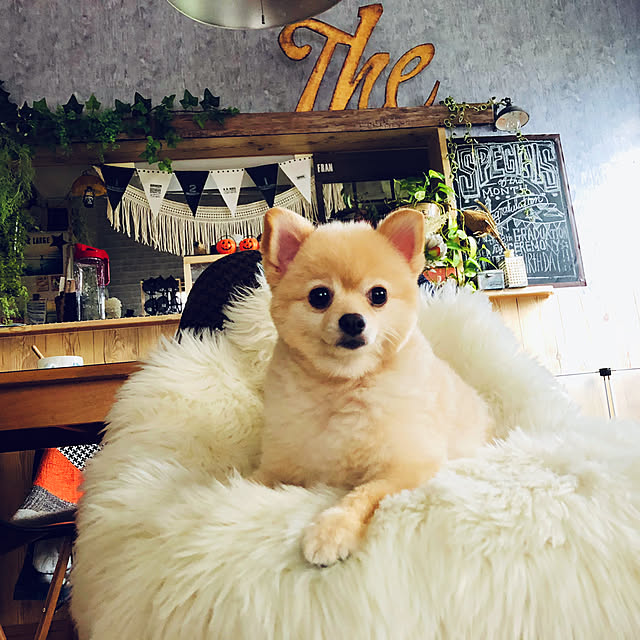 franさんの実例写真