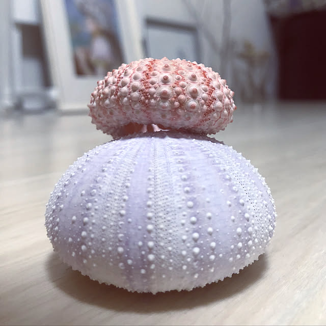 mavorite8さんの実例写真
