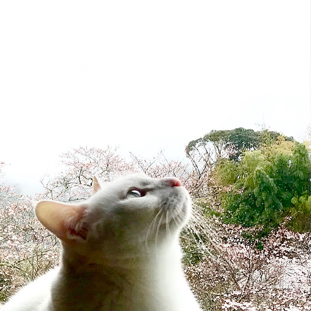 sakurasakuさんの実例写真